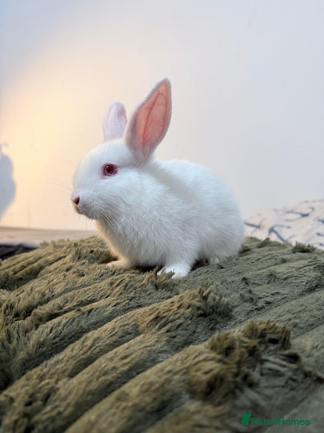 Lionhead rabbits for sale: Cute Lionhead baby bunnies-VERY FRIENDLY - Advert 4