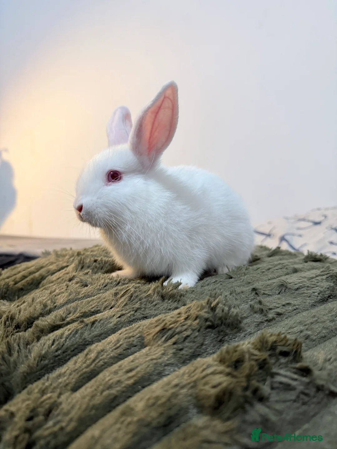 Lionhead rabbits for sale: Cute Lionhead baby bunnies-VERY FRIENDLY - Advert 4