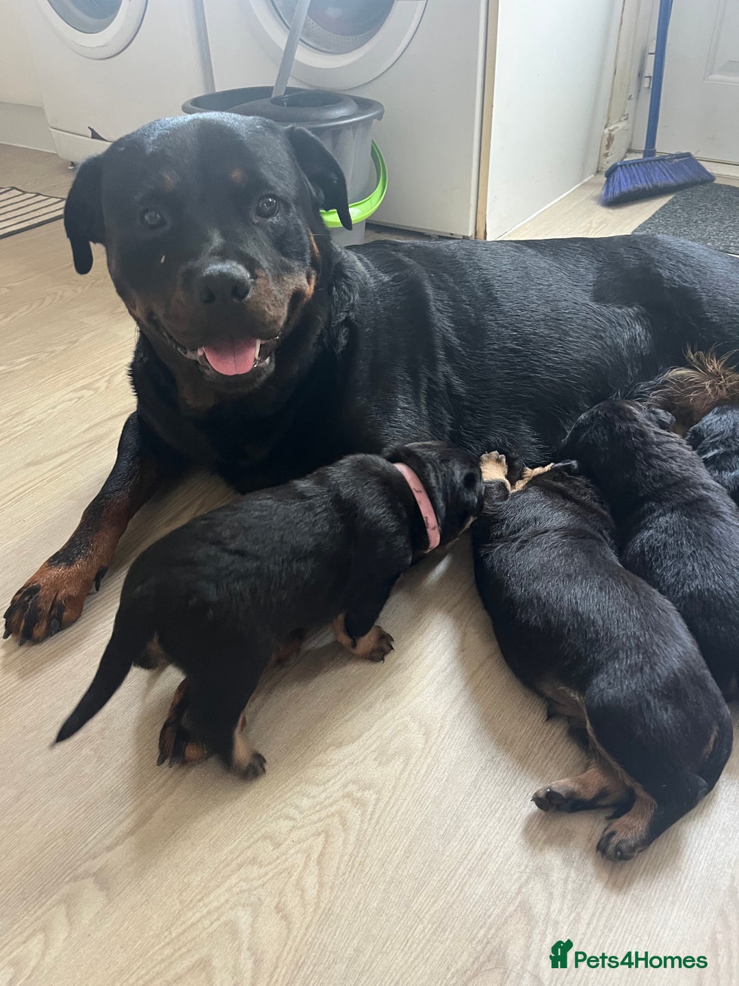 Rottweiler dogs for sale: Beautifull Rottweiler  - Image 9