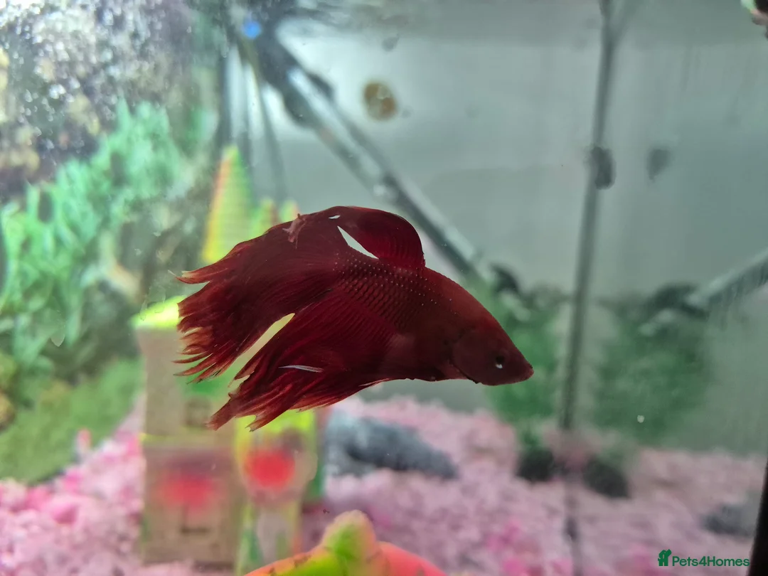 Bettas fish for sale: Male betta fish - Advert 1