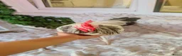 Chickens poultry for sale: One rooster and 2 hens  - Advert 6