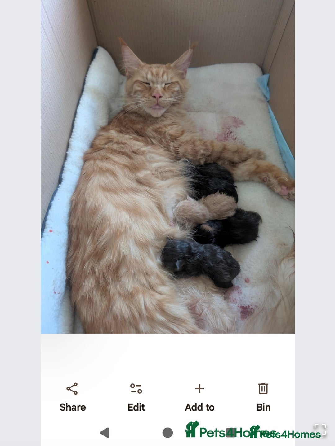 Mixed Breed cats for sale: Maine coon x boy  - Advert 2