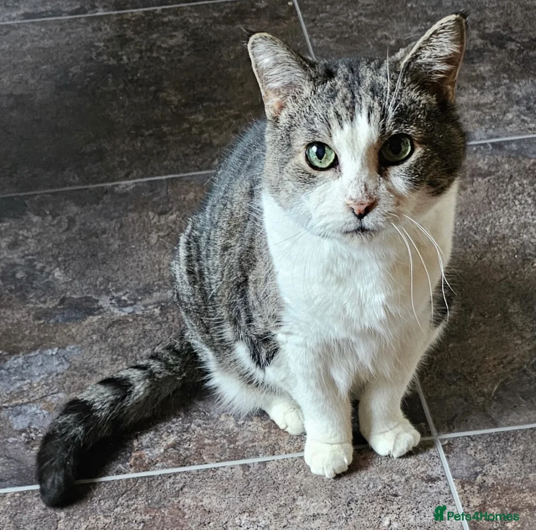 Mixed Breed cats for sale: Tabby Cross Female Kitten  - Advert 8