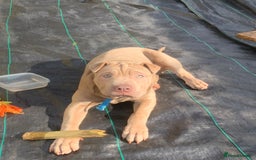 Mixed Breed dogs for sale: Milo  - Image 1