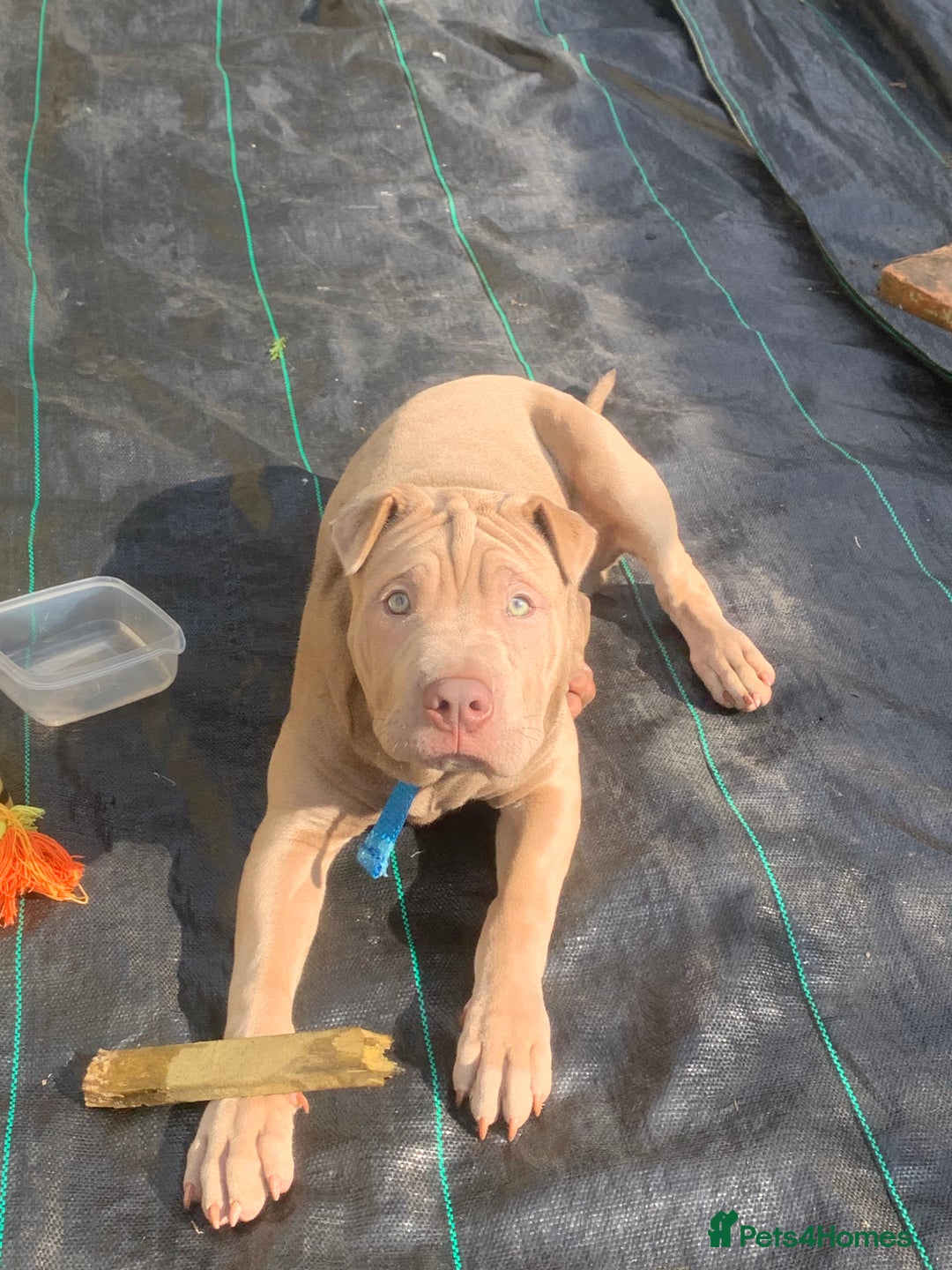 Mixed Breed dogs for sale: Milo  - Image 1