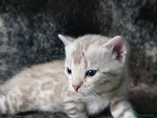 Bengal cats 3 lovely girls and 1 boy ready for reservation - Advert 5