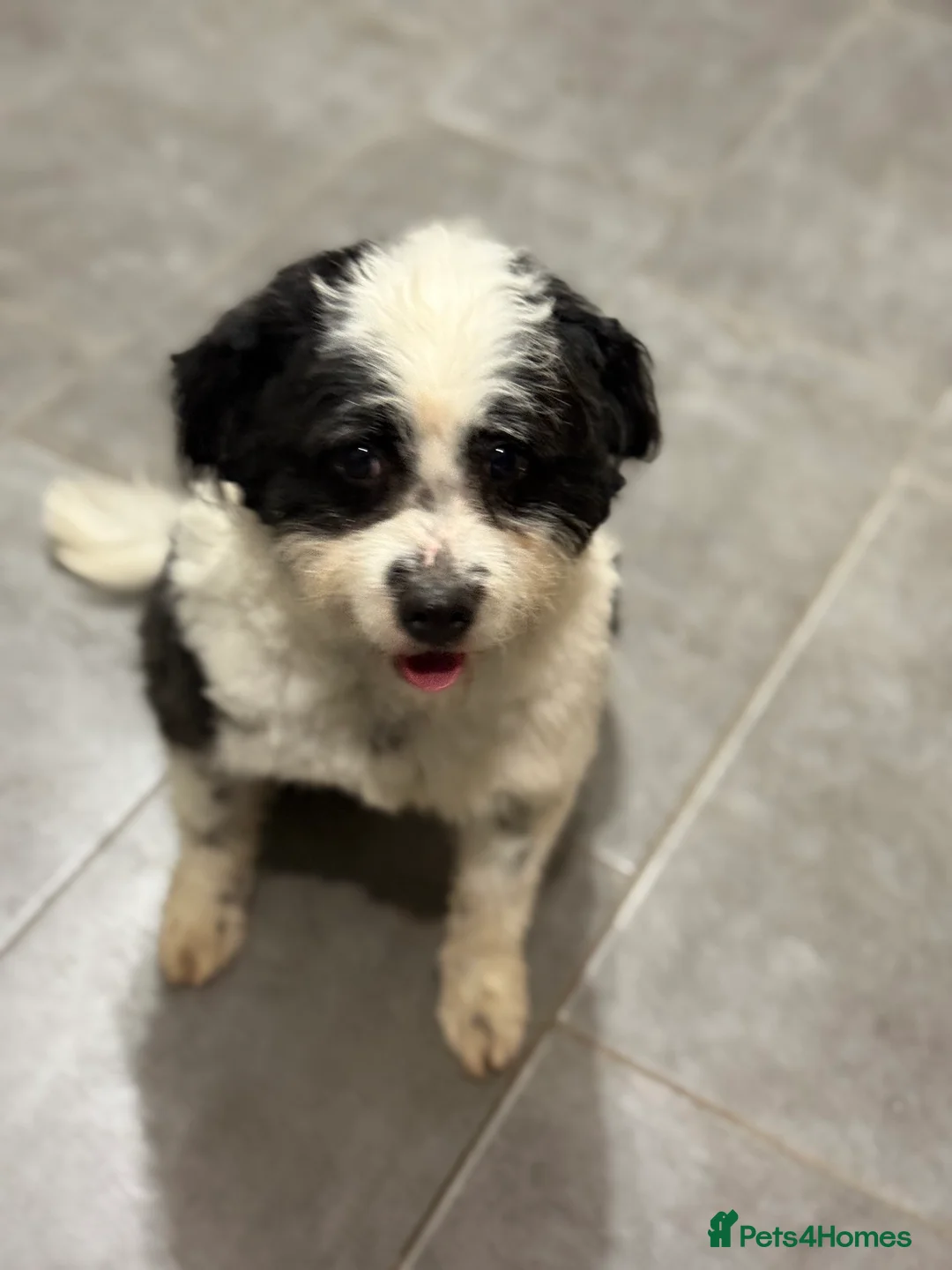 Mixed Breed dogs for adoption: Cute Teddy looking for True Love  - Advert 9