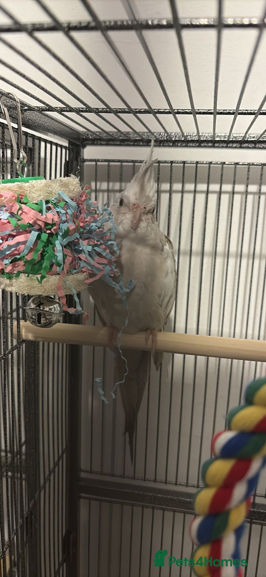 Cockatiels birds Cockatiels for sale including cage - Advert 11