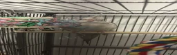 Cockatiels birds for sale: Cockatiels for sale including cage - Advert 5