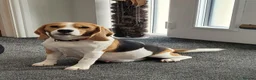 Beagle dogs for sale: KC Registered Beagle puppies  - Advert 1