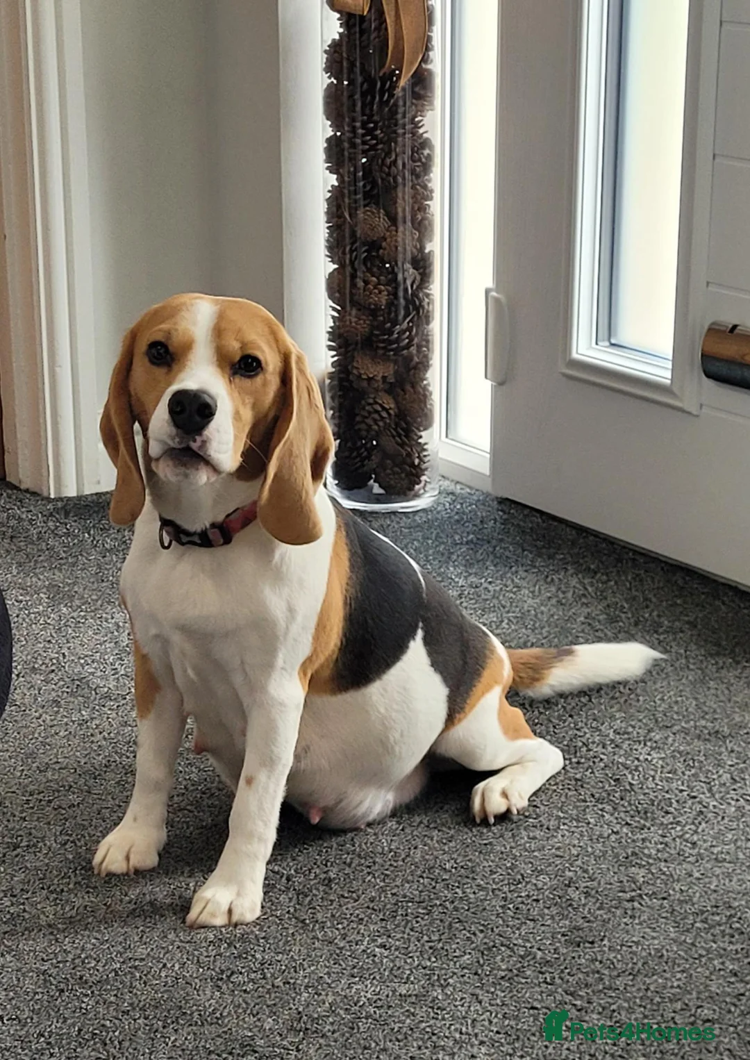 Beagle dogs for sale: KC Registered Beagle puppies  - Advert 1