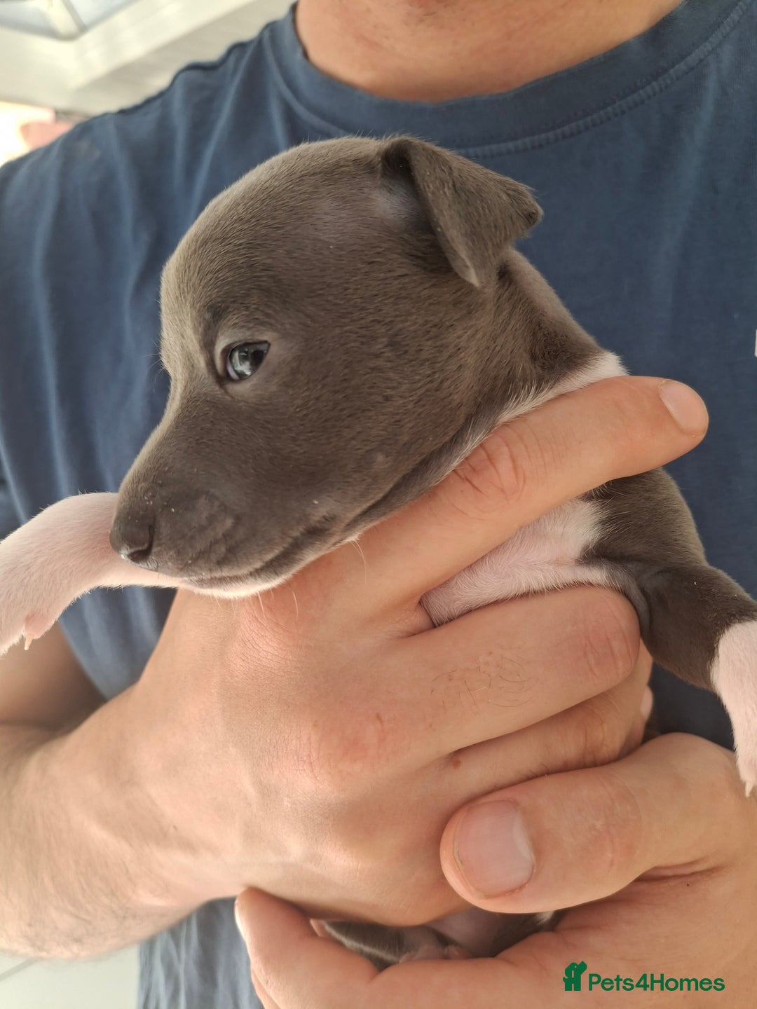 Italian Greyhound dogs for sale: Classic Italian greyhound babies  - Image 10