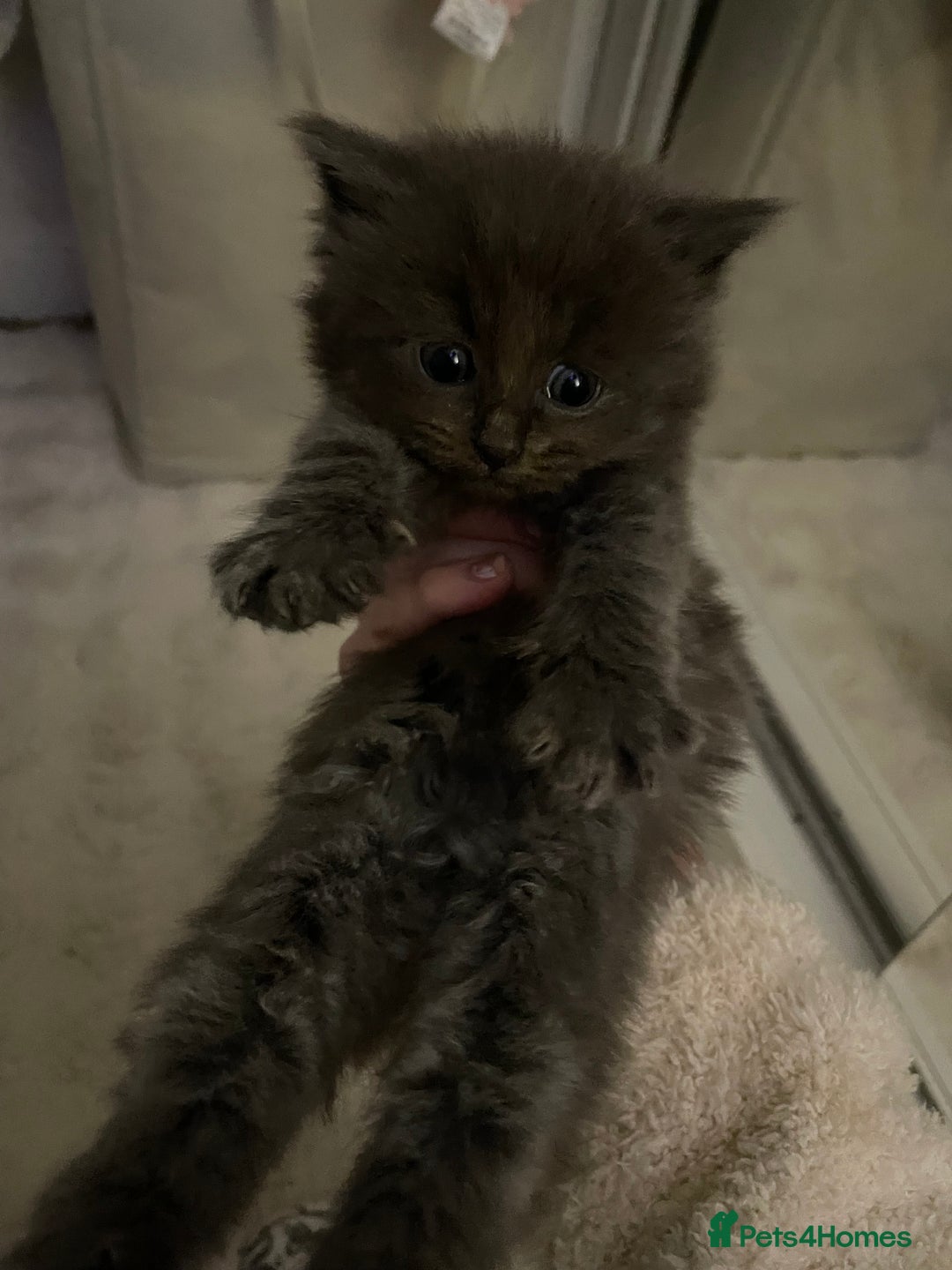 Maine Coon cats for sale: 💓Beautiful Mainecoon/Ragdoll Mix Kittens💓 - Advert 4