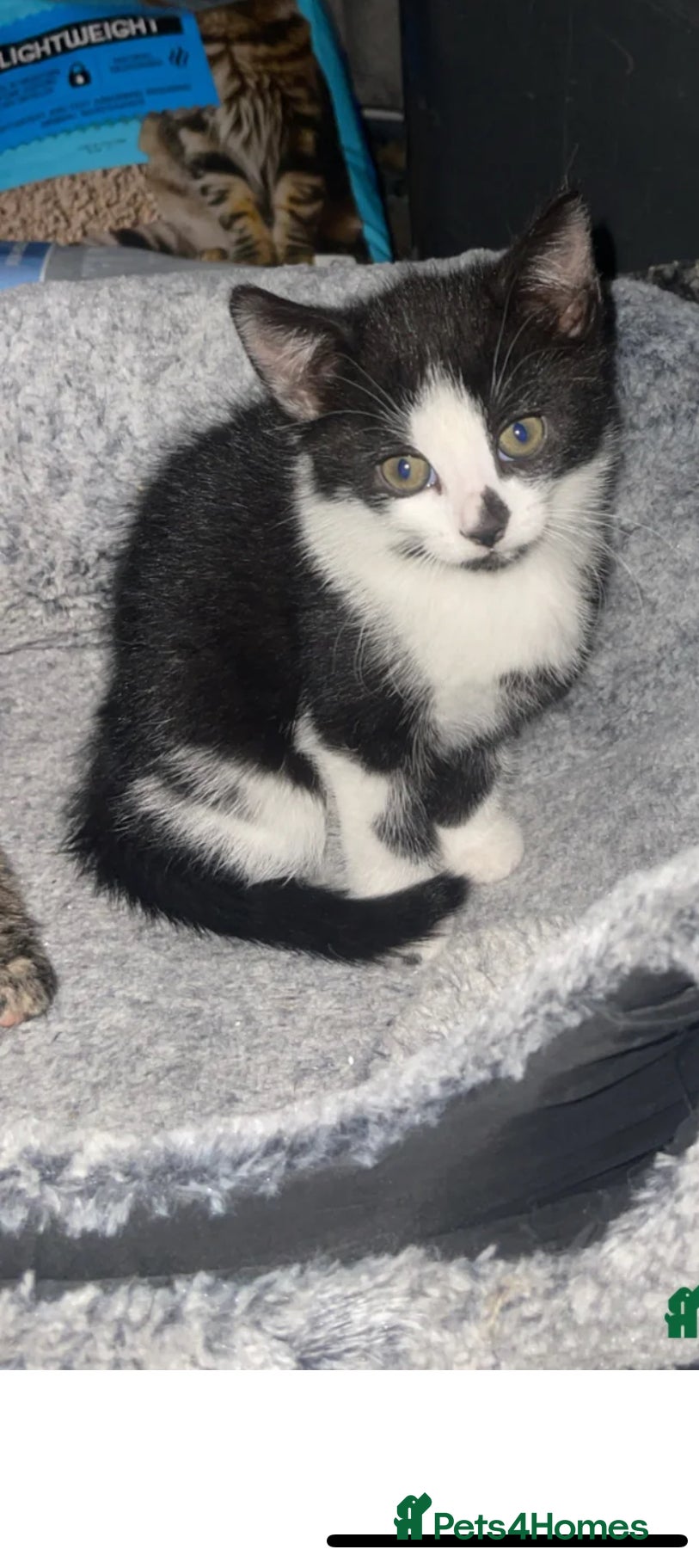 Mixed Breed cats for sale: Rehoming kitten - Advert 1