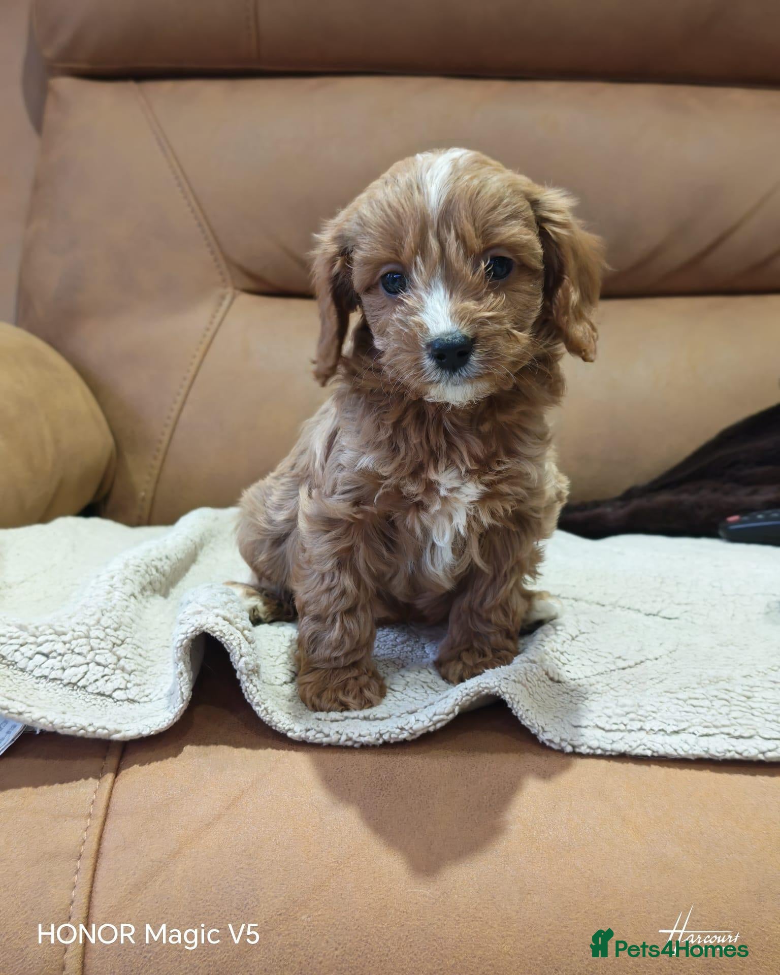 Cavapoo dogs for sale: Gorgeous Ruby Boy Cavapoo Puppy - Advert 2