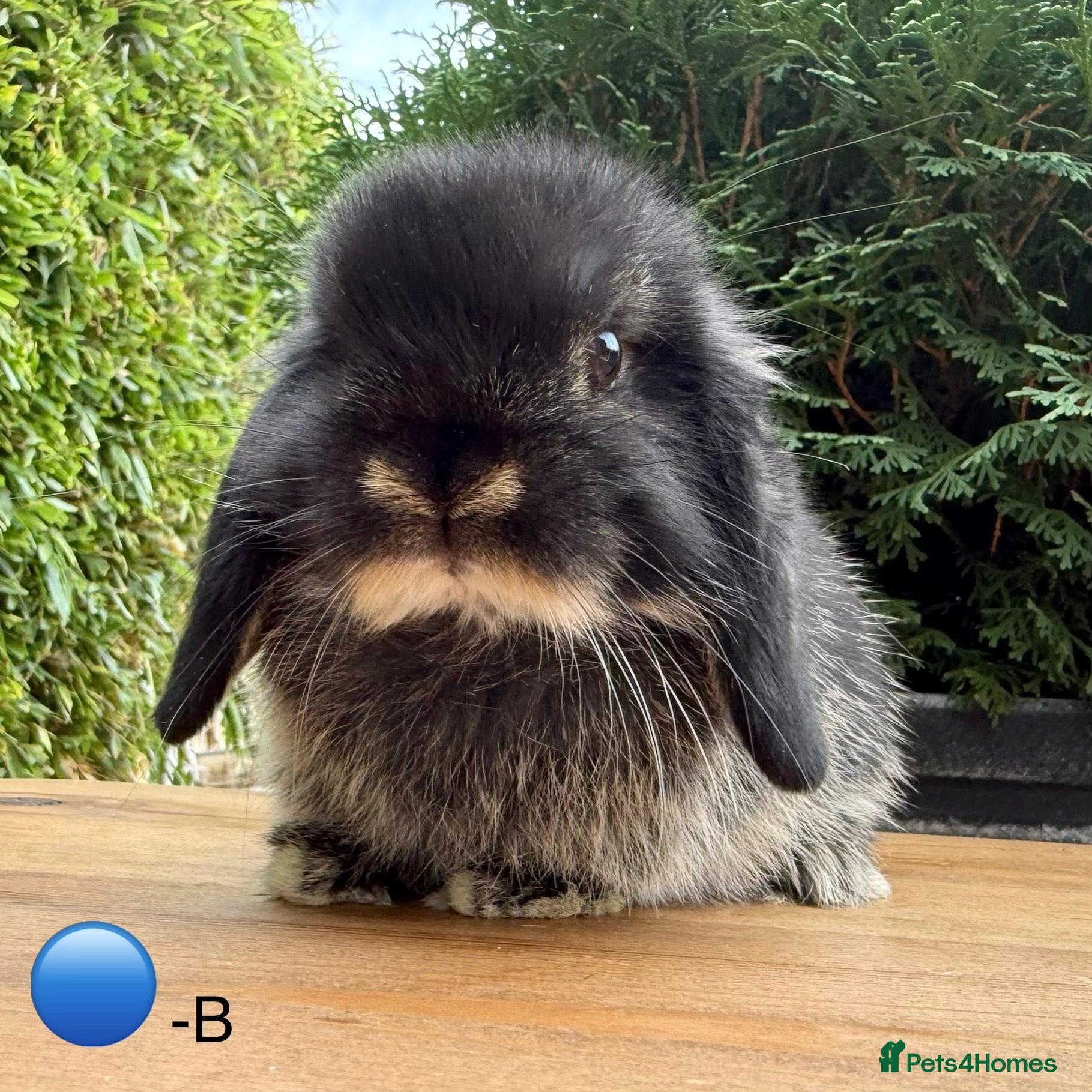Mini Lop rabbits Beautiful Black Otter Mini Lop - Advert 2