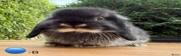Mini Lop rabbits for sale: Beautiful Black Otter Mini Lop - Advert 1