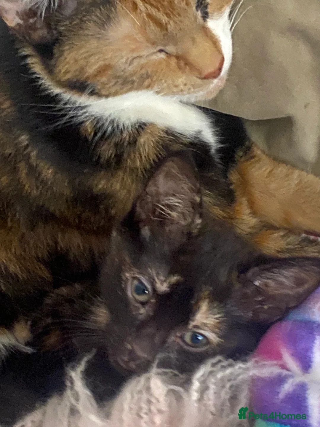 Mixed Breed cats for sale: 4 lovely mixed breed kittens for sale 😺 - Advert 2