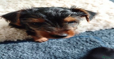 Yorkshire Terrier dogs - Advert 1