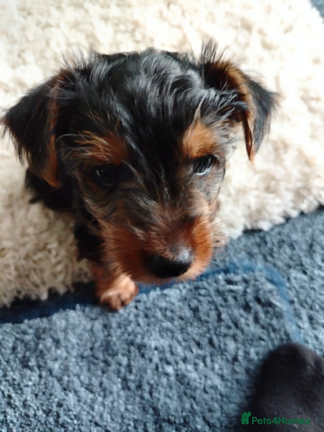 Yorkshire Terrier dogs for sale: Yorkies for sale.  - Image 3