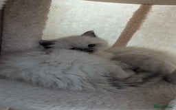 Ragdoll cats for sale: 🧁Sweet ragdolls - Image 6