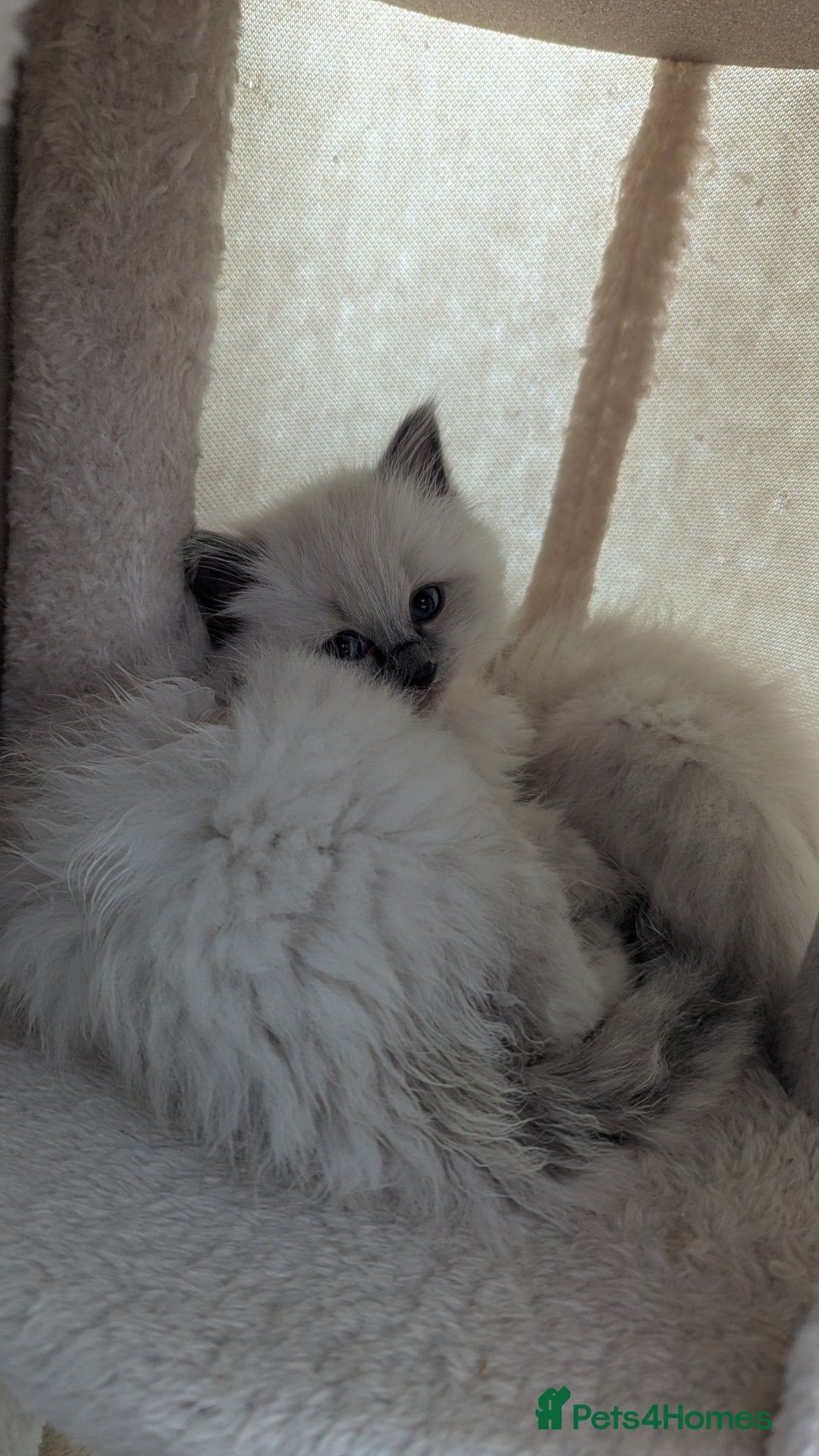 Ragdoll cats for sale: 🧁Sweet ragdolls - Image 6