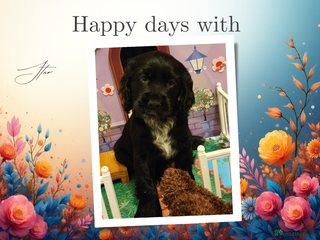 Cocker Spaniel dogs 🩷1 girl available🩷 show type cocker spaniels 🏡 - Advert 9