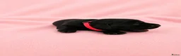 Labrador Retriever dogs for sale: Black Labrador retriever puppies  - Advert 13