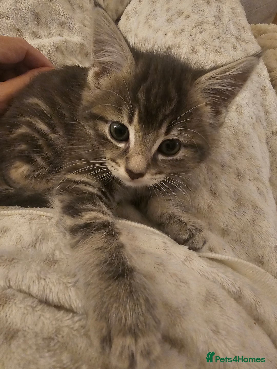 Mixed Breed cats for sale: Part Maine Coon - Advert 20