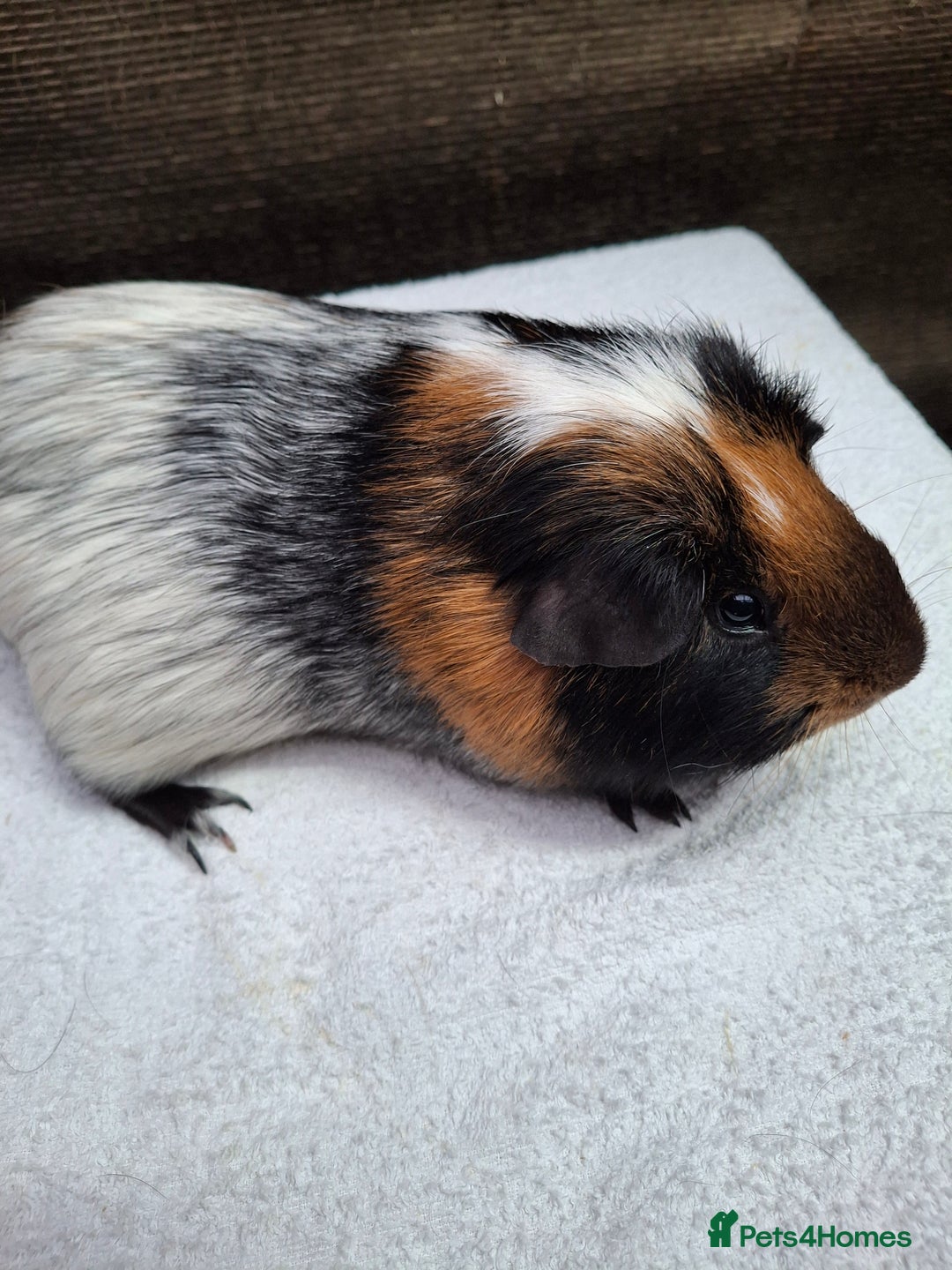 Guinea Pig rodents for sale: Male Guineapig - Advert 2