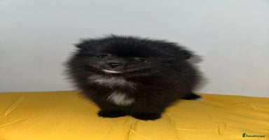 Pomeranian dogs - Advert 1