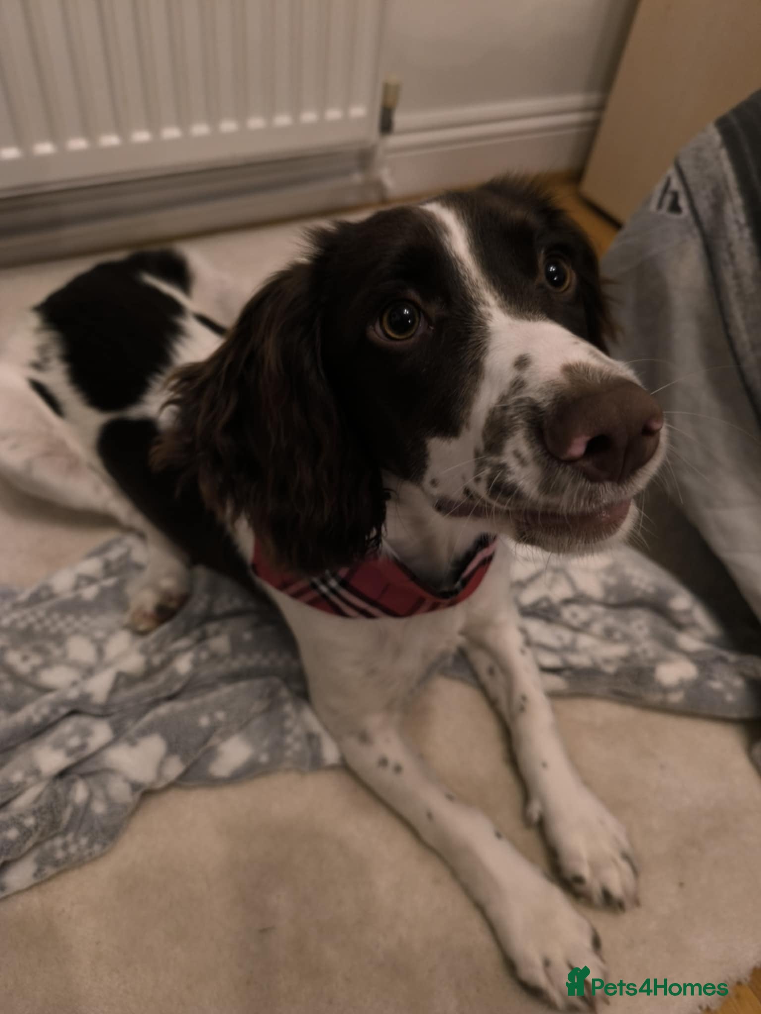 Sprocker dogs Family dog Sprocker puppy  - Advert 1