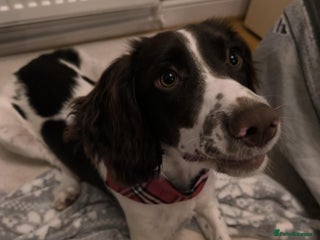 Sprocker dogs Family dog Sprocker puppy - Advert 1