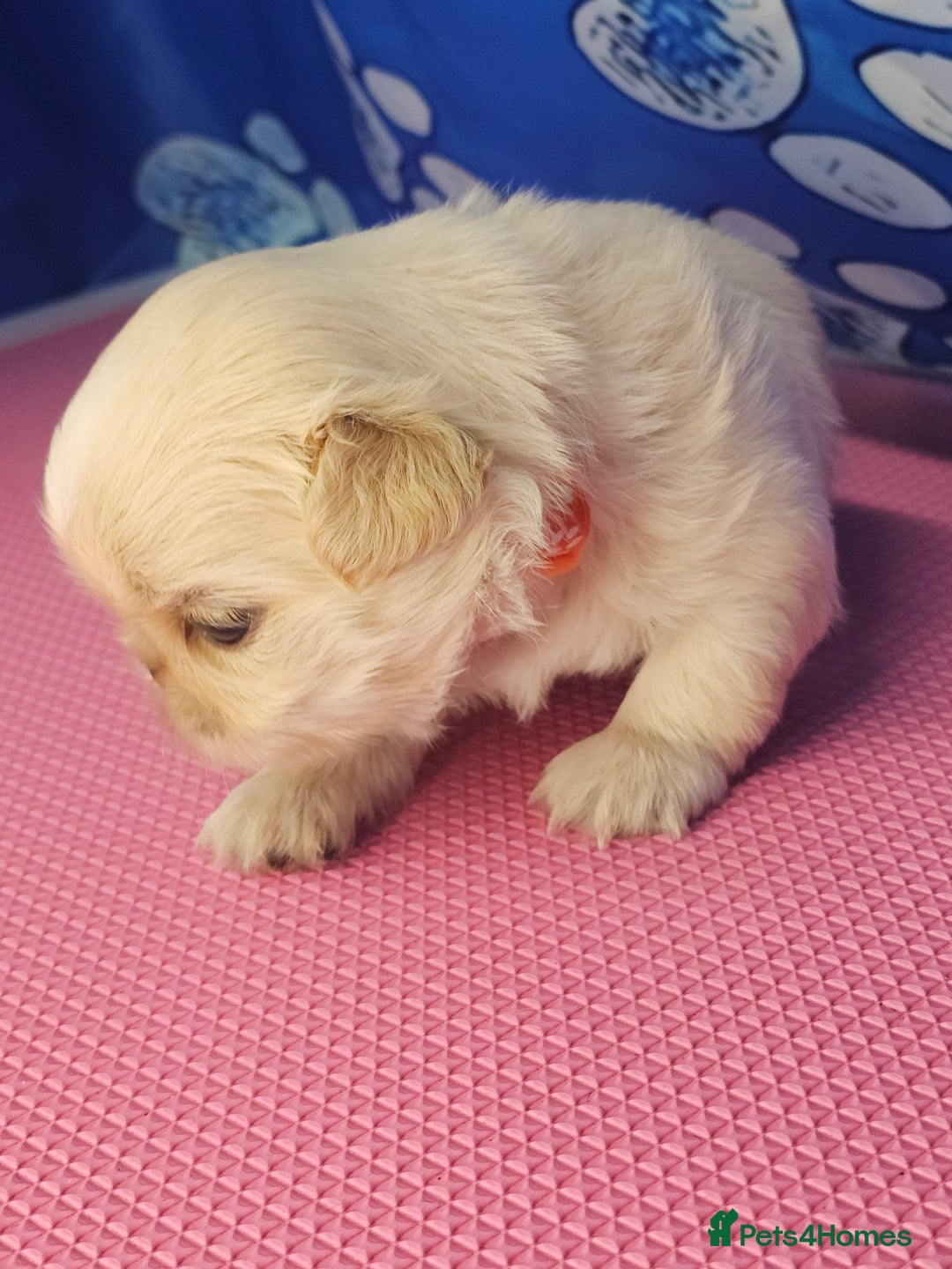 Shih Tzu dogs for sale: Pedigree smallest possible size Shih Tzu - Advert 16