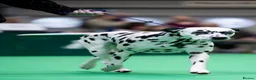 Dalmatian dogs for sale:  Harley, the enchanting half-Aussie is due soon. in Stafford - Advert 13
