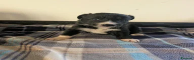 Border Collie 6