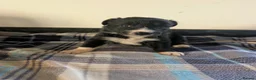 Border Collie dogs for sale: Isds registered border collie pups  - Advert 33
