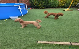 Toy Poodle dogs for sale: Toy poodle pups for sale - Image 3