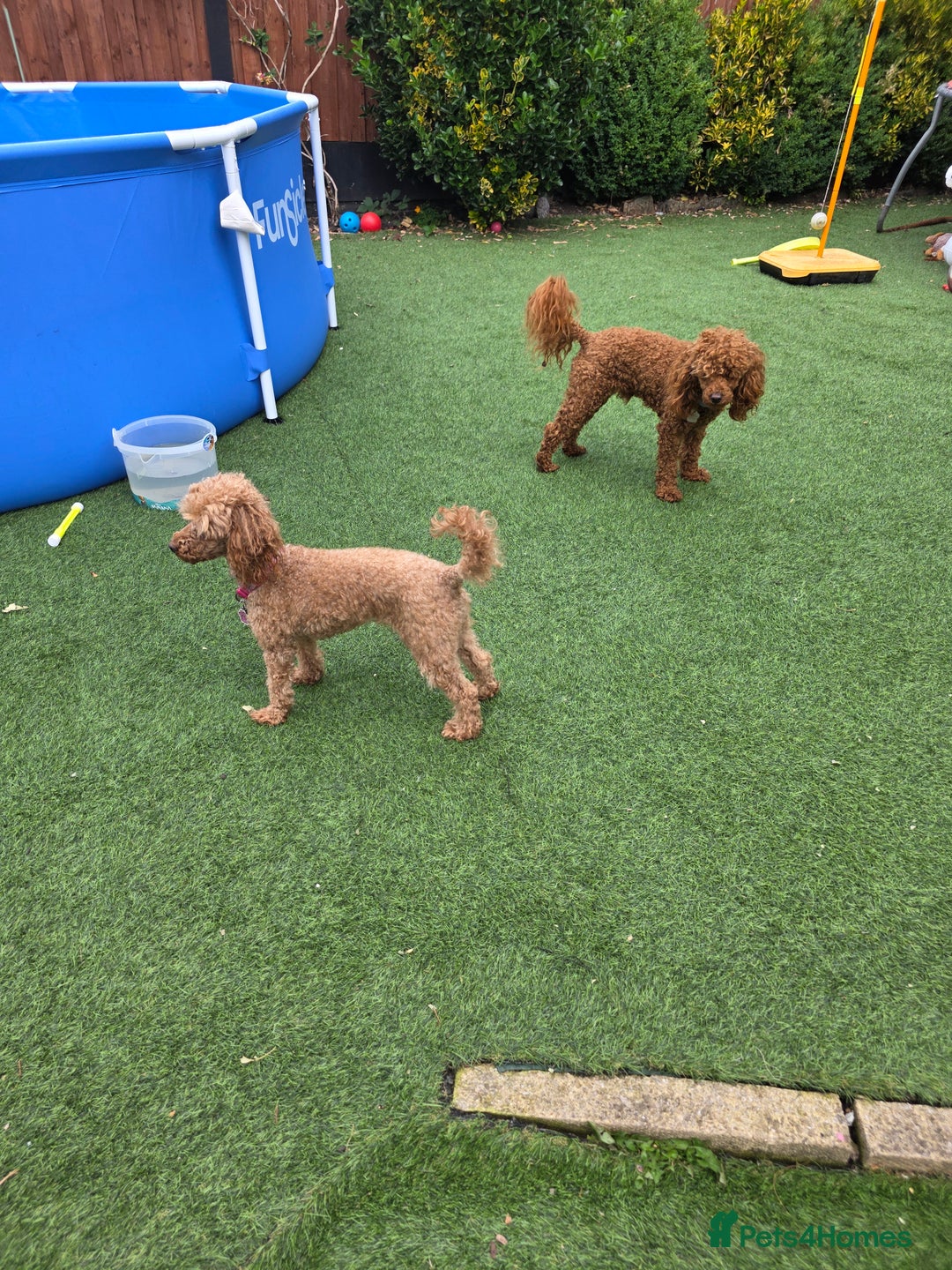 Toy Poodle dogs for sale: Toy poodle pups for sale - Image 3