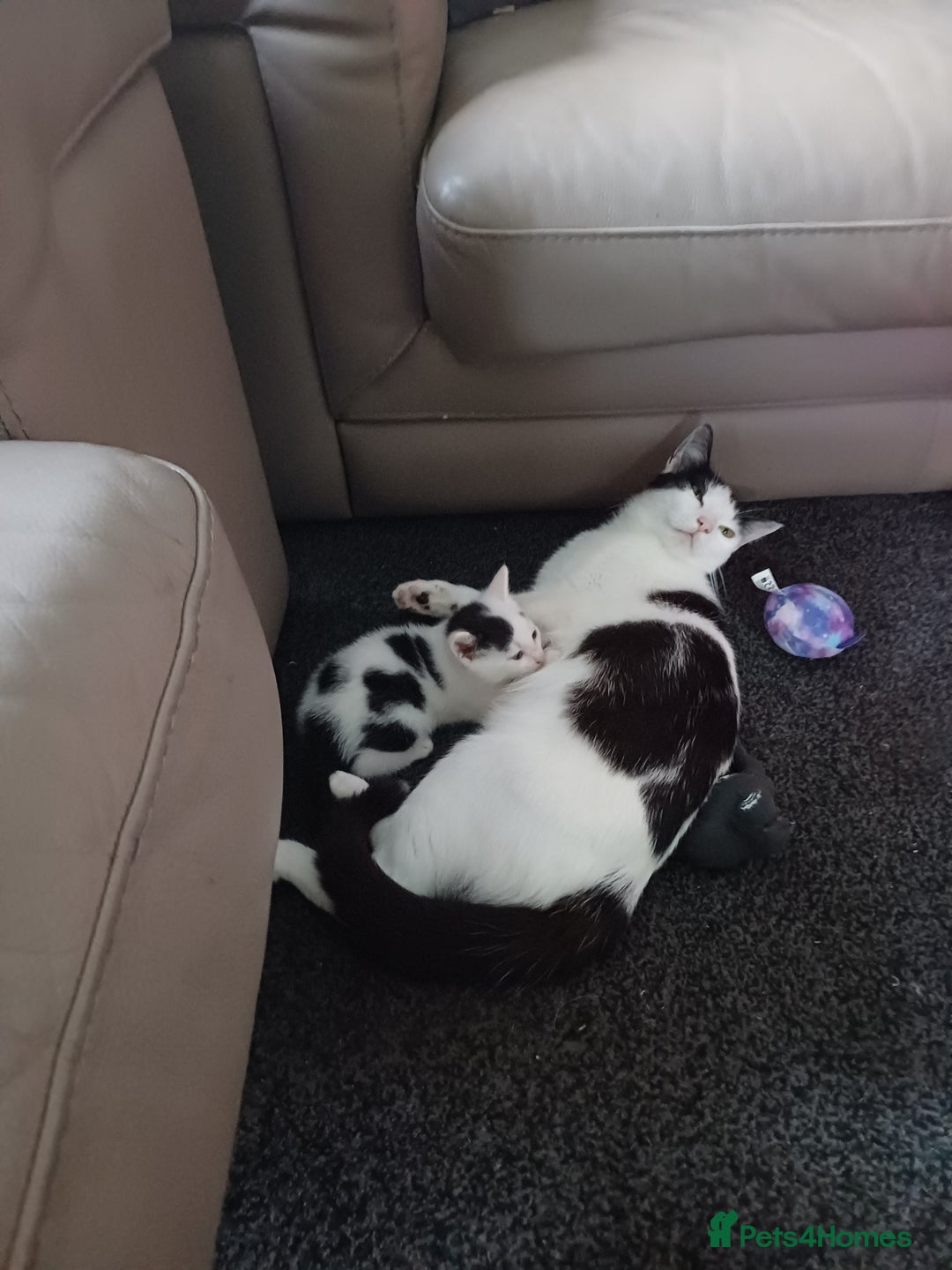 Mixed Breed cats for sale: Boy kittens  - Image 4