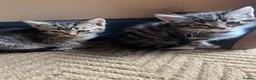 Mixed Breed cats for sale: Kittens ready Now 2 female 3 male - Advert 1