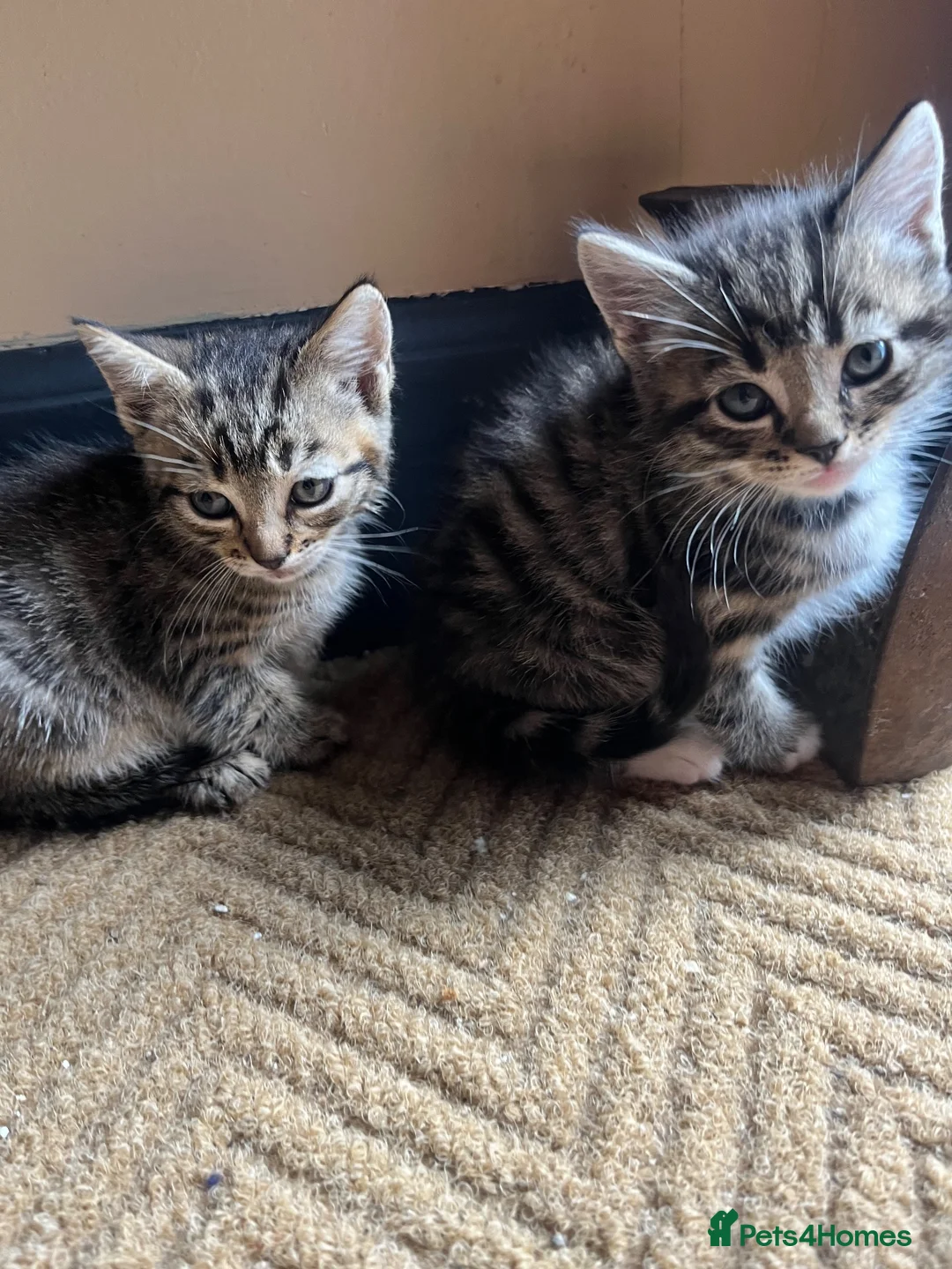 Mixed Breed cats for sale: Kittens ready Now 2 female 3 male - Advert 1