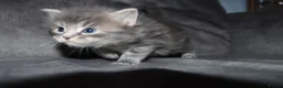 Maine Coon cats for sale: Gorgeous maine coon cross kittens - Advert 26
