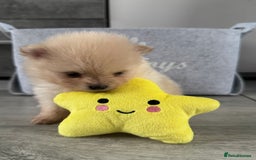 Pomeranian dogs for sale: KC registered Pomeranian puppies - Image 22