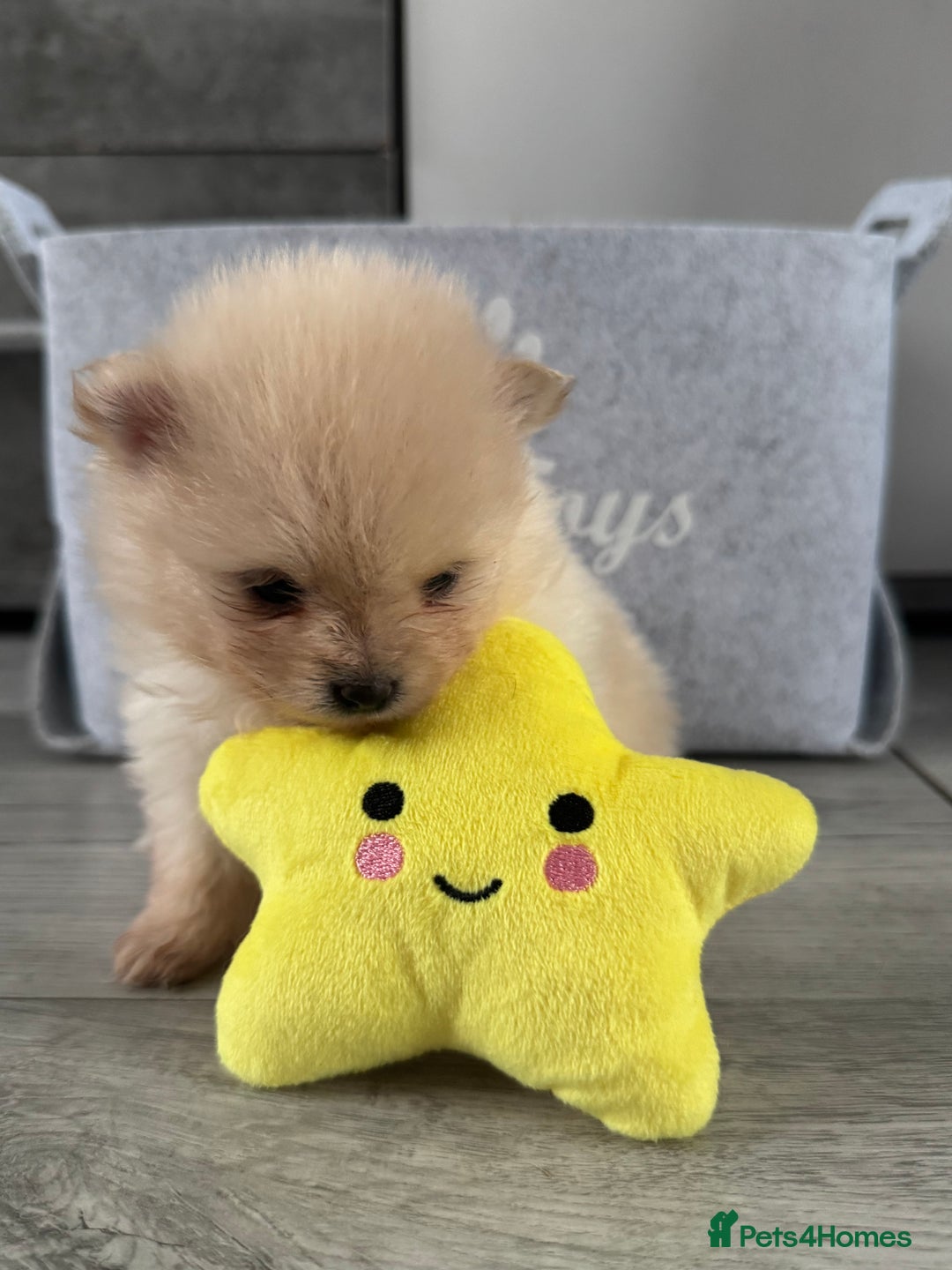 Pomeranian dogs for sale: KC registered Pomeranian puppies - Image 22