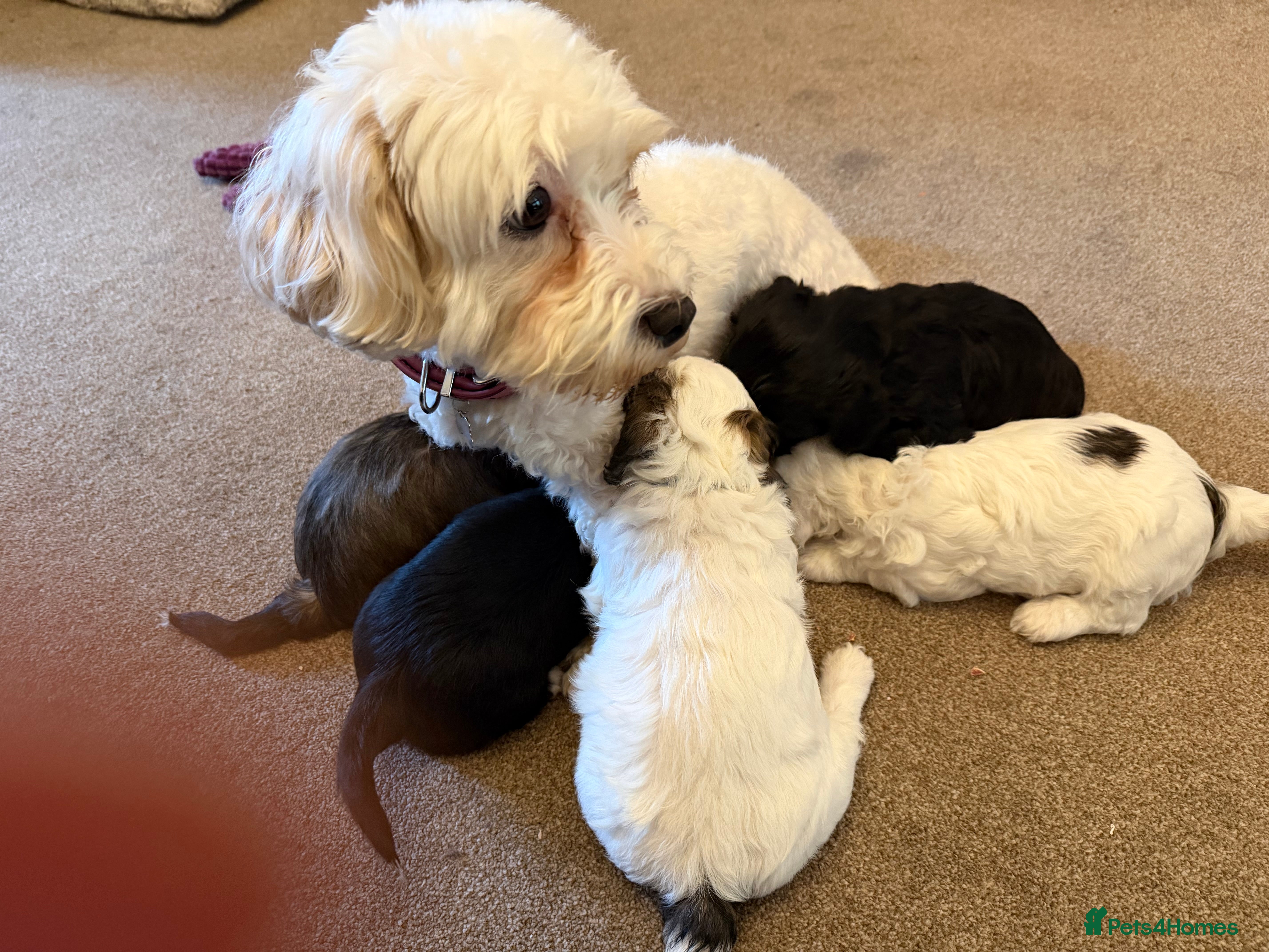 Mixed Breed dogs Cavachon x Shi Tsu puppies - Advert 2