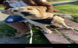 Labrador Retriever dogs for sale: Our perfect Labrador retriever - Image 3