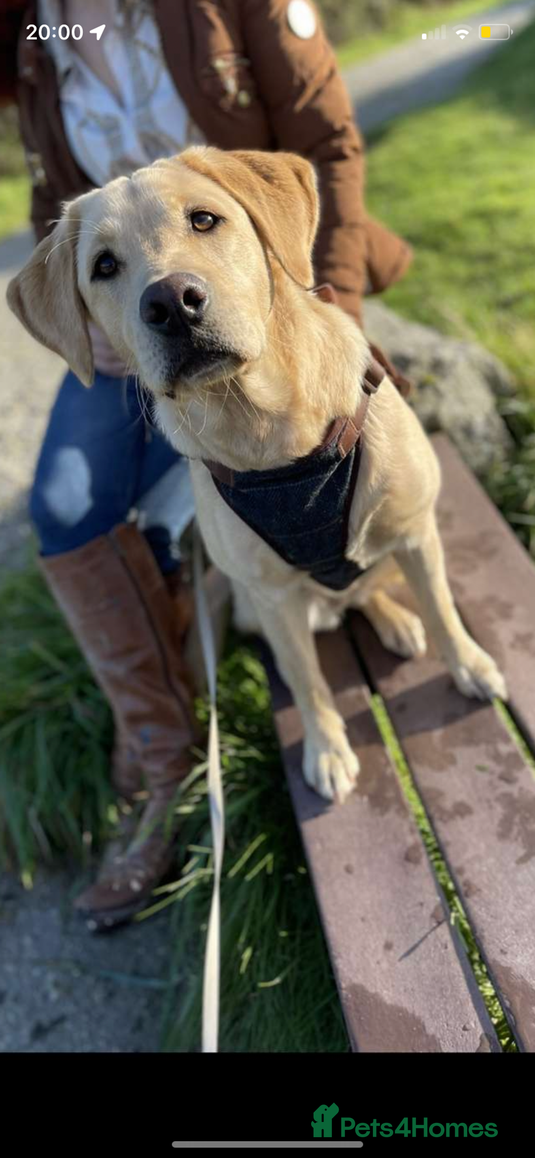Labrador Retriever dogs for sale: Our perfect Labrador retriever - Image 3