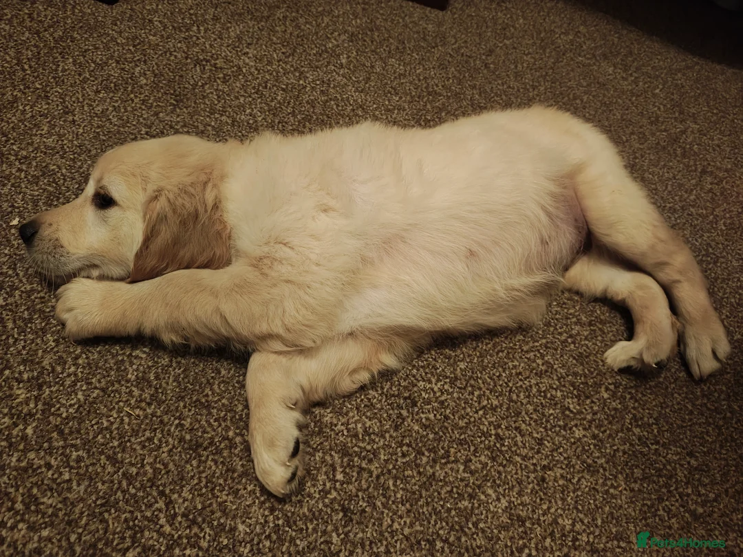 Golden Retriever dogs for sale: Only 5 gorgeous golden retriever puppies left - Advert 6