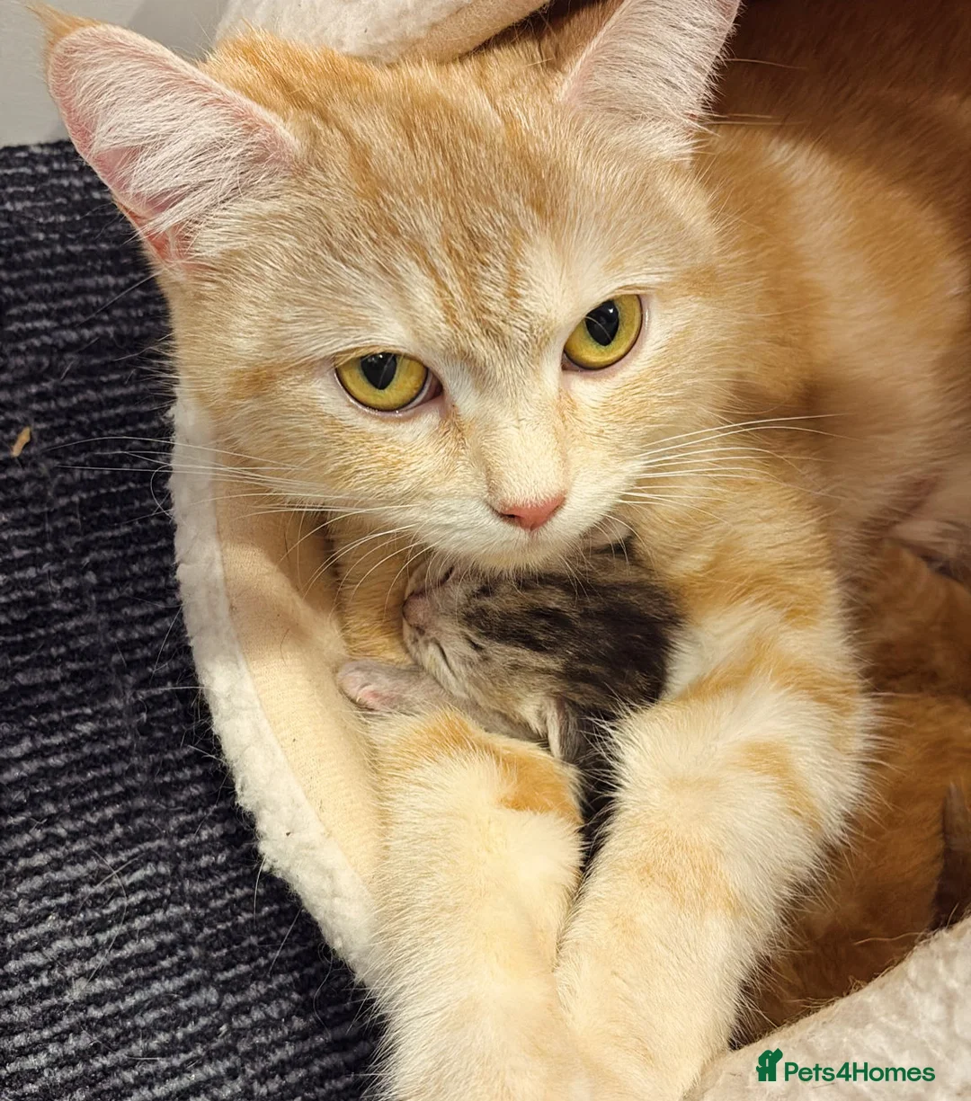 Mixed Breed cats for sale: Mixed half bengal kittens - Advert 1